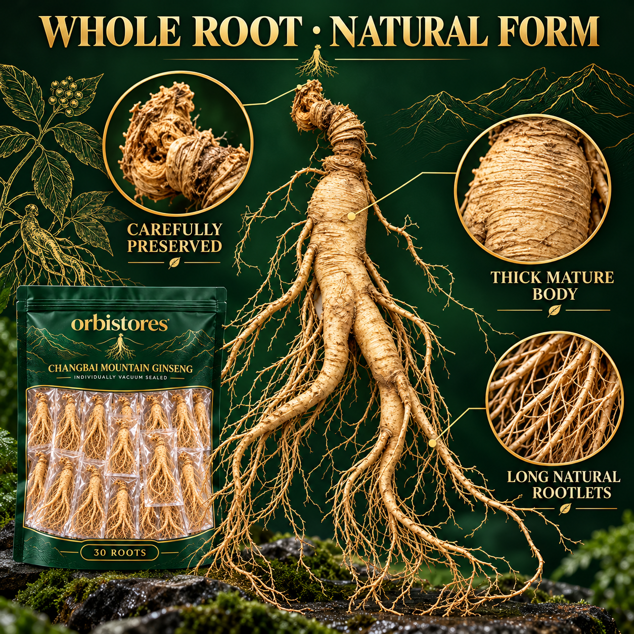 Close-up details of a whole mature ginseng root